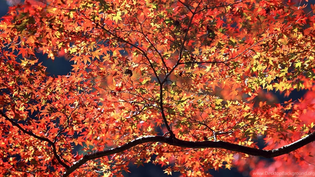 1920x1080 Autumn Colors Desktop PC And Mac Wallpapers