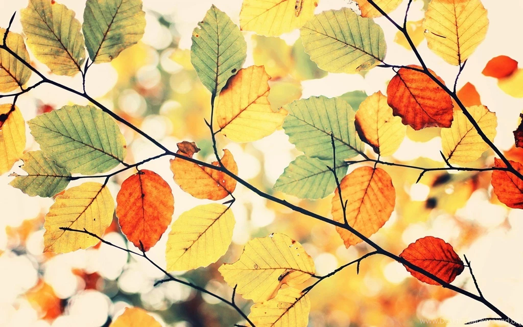 Nature, Colorful, Autumn, Leaves, Nature, Photo