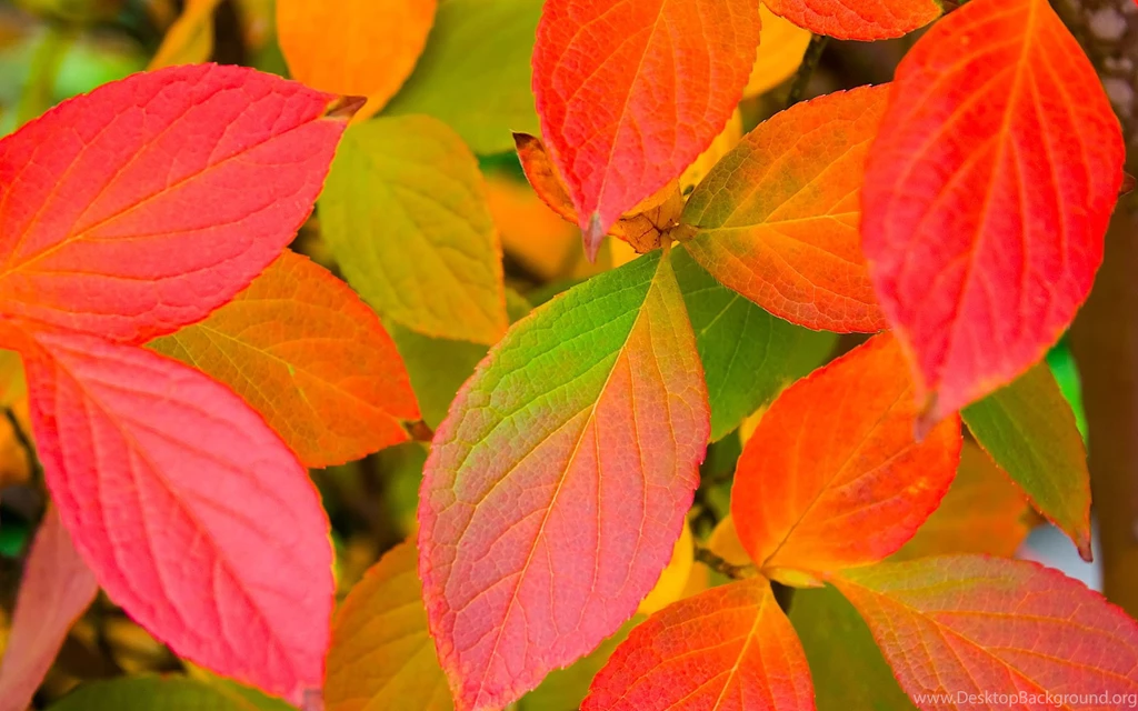 Autumn Colors Leaves