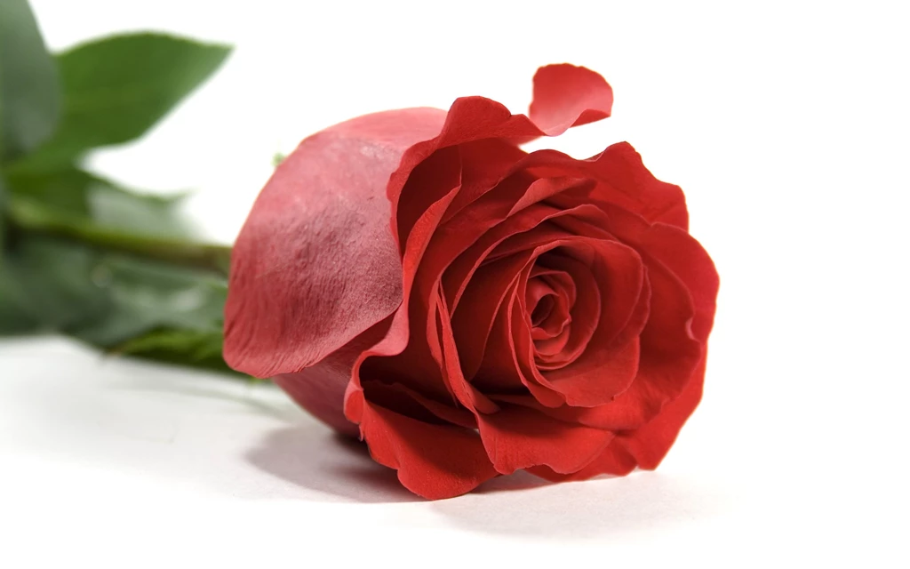 New Rose With White Backgrounds For Desktop And Mobile Wallpapers