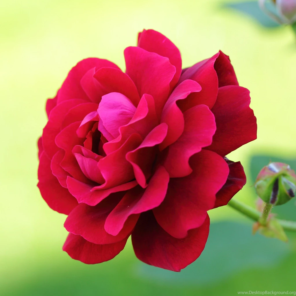 2048x2048 Wallpapers Rose Photo New iPad Wallpapers For Retina Display