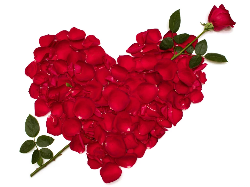Rose Pics