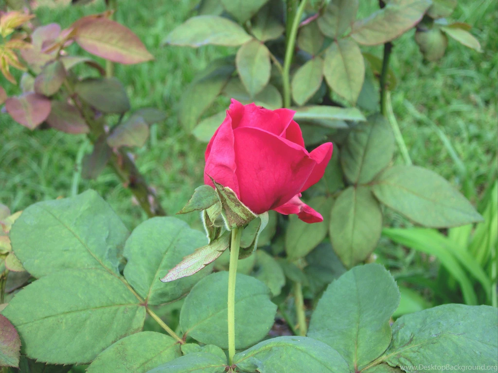 New Rose Color (