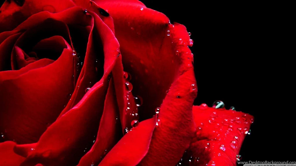 New Rose Wallpapers 23, Rose Flower Images, Rose Pictures And ...