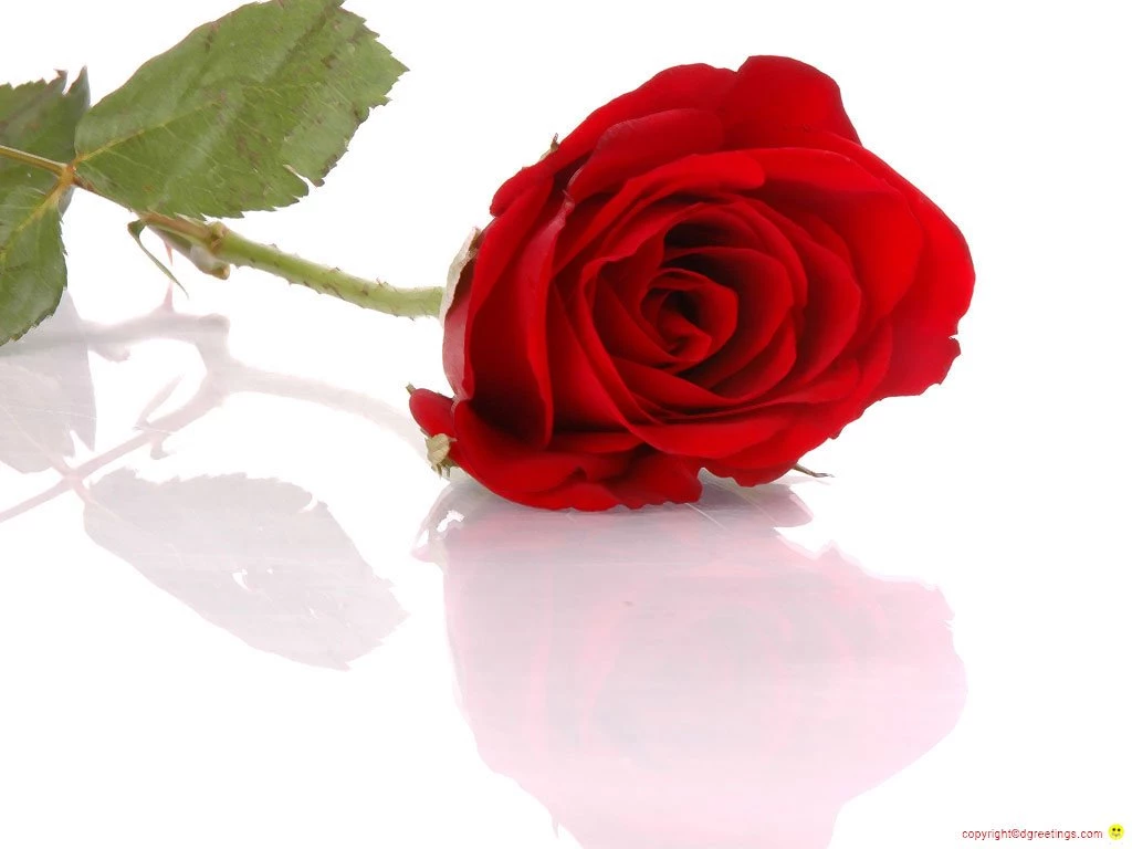 Stock Photos: Free Photos Of Roses