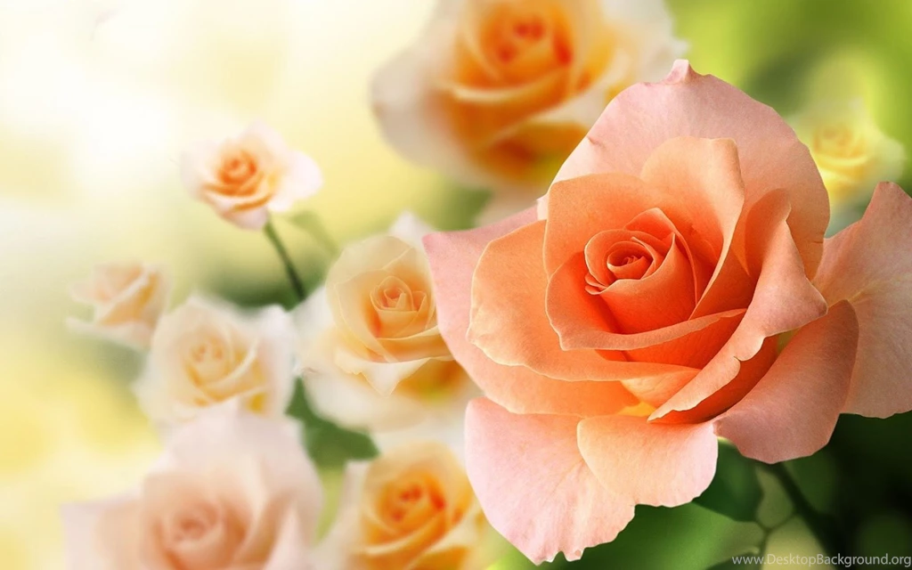 Roses Live Wallpapers Android Apps On Google Play