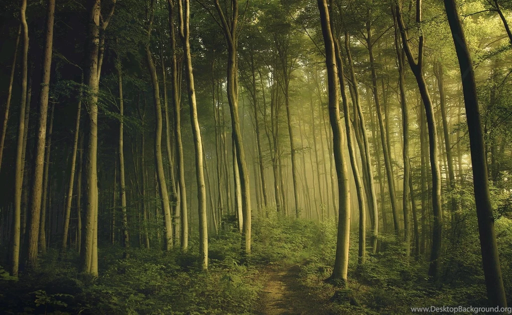 Green, Landscapes, Nature, Trees, Dawn, Plants, Trail, Mystical ...
