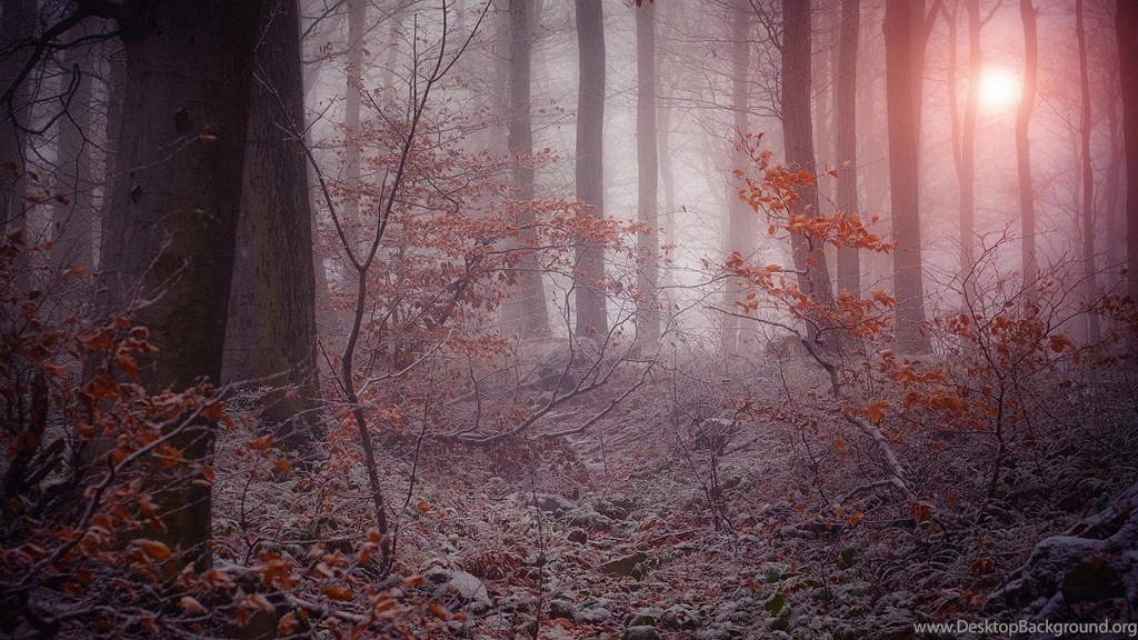 Mystical Forest In Winter >> HD Wallpaper, Get It Now!