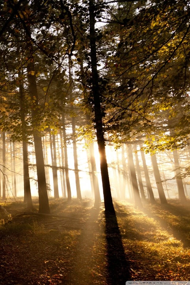 Mystical Forest II HD Desktop Wallpapers : High Definition ...