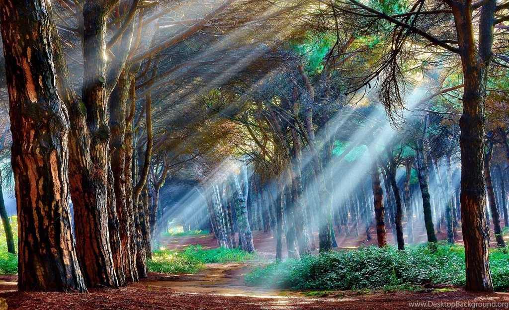 Forests: Mystical Forest Woods Light Blue Green Tree Peisaj Free ...