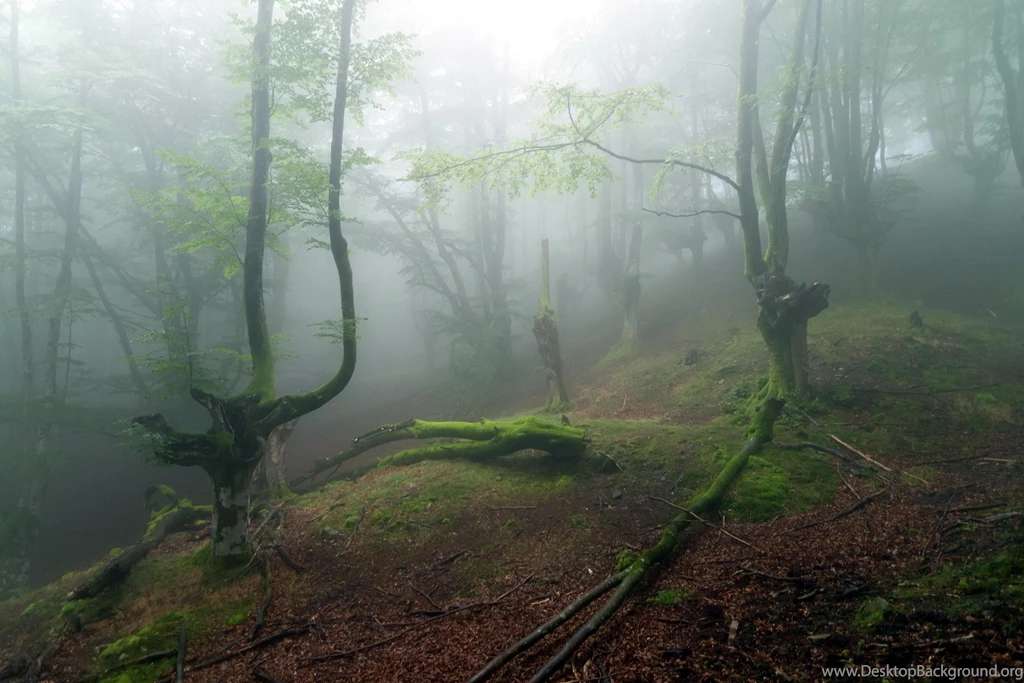 30 Forest Live Wallpapers Pictures