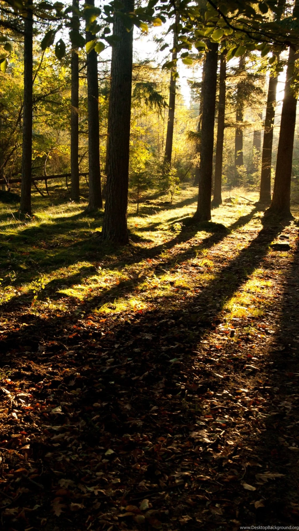 Mystical ForestSamsung Wallpapers Download