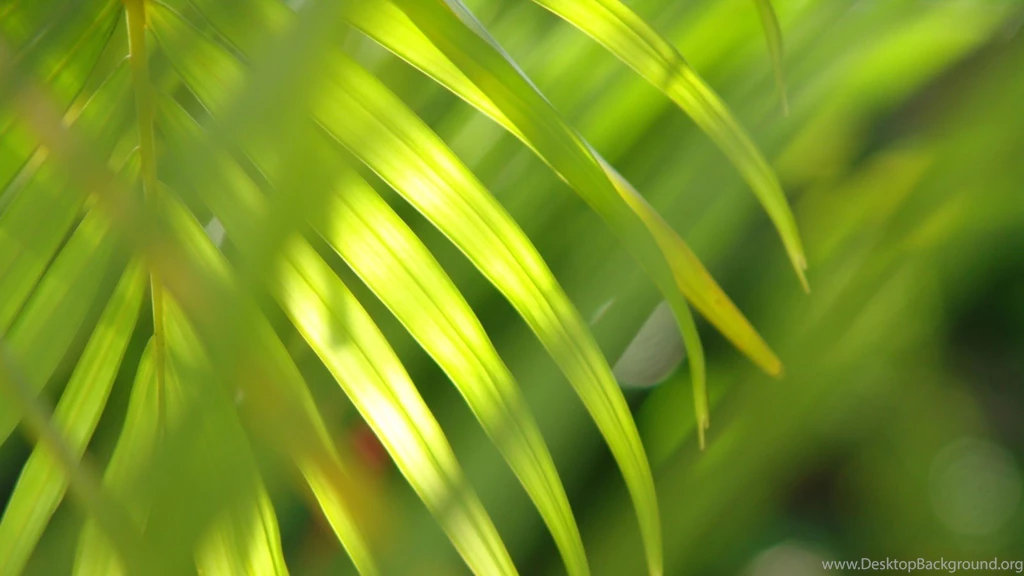 11 Lovely HD Palm Leaf Wallpapers HDWallSource.com