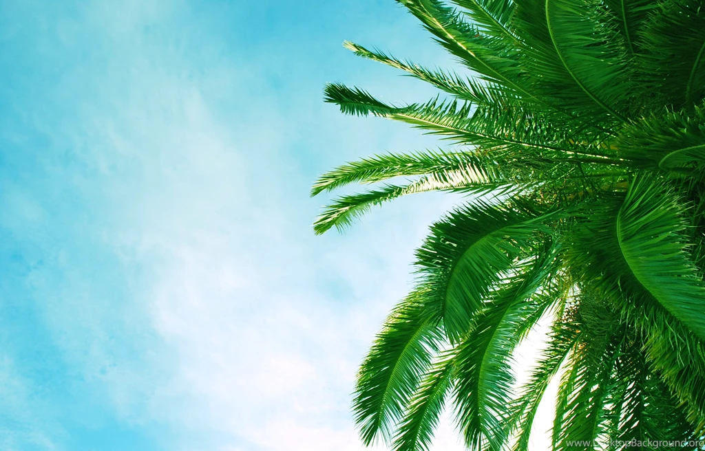 Wallpapers Palm, Leaf, Sky, Blue Sky Desktop Wallpapers » Nature ...