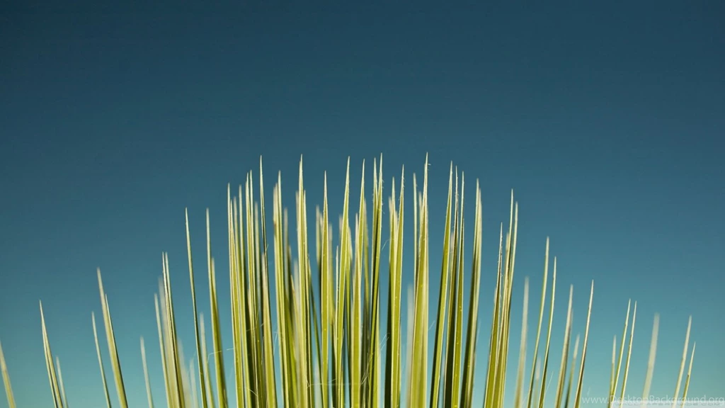 Palm Leaf HD Desktop Wallpapers : High Definition : Fullscreen ...