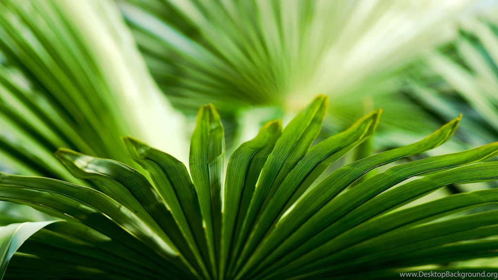 Wallpapers Macro, Green, Palm, Leaf, Fan, Palm Fan.