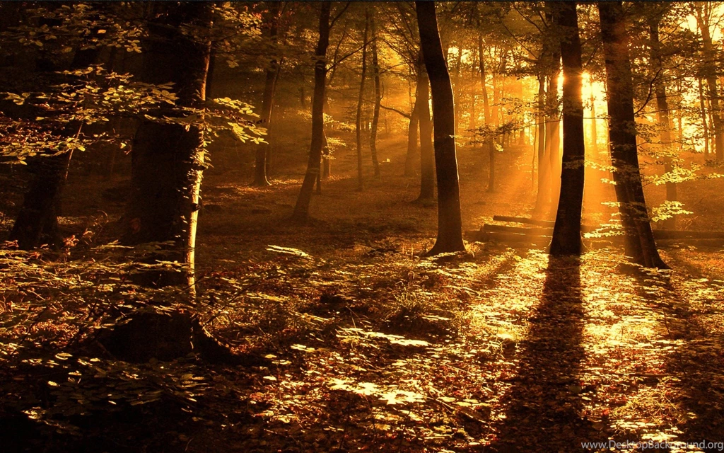 Sun, Woods, Landscape, Wallpapers, Hot, Hdwallpapers, Widescreen ...