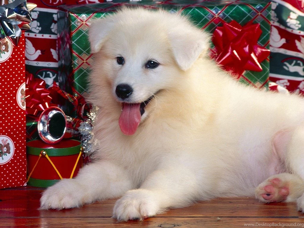 Cute White Puppies Wallpapers HVGJ PetPictures