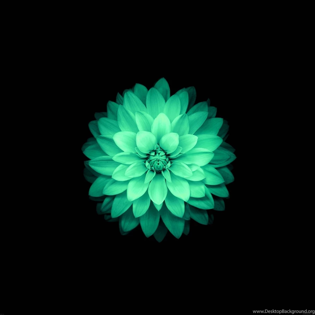 Apple Flowers HD Top Wallpapers 7976 Hd Wallpapers