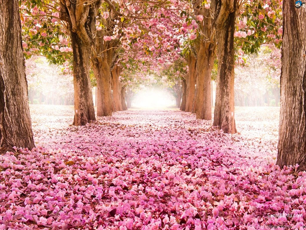Cherry Blossom Wallpapers