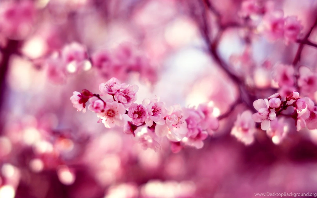 Cherry Blossom Spring Hd Wallpapers Wallpapers