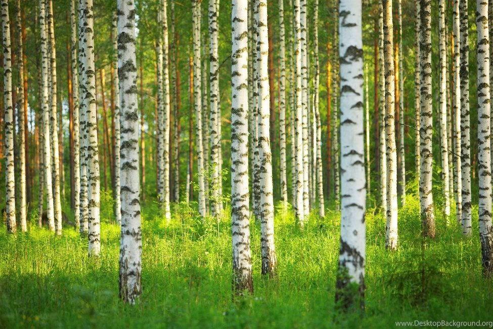 Birch Forest Wall Mural & Photo Wallpapers Photowall