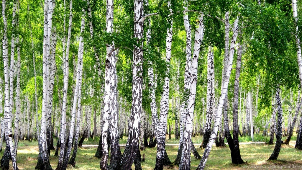Birch Forest HD Wallpapers