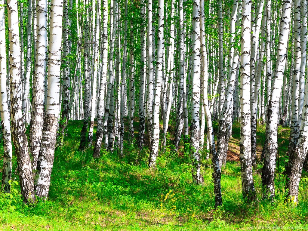 Russian Birch Computer Wallpapers, Desktop Backgrounds