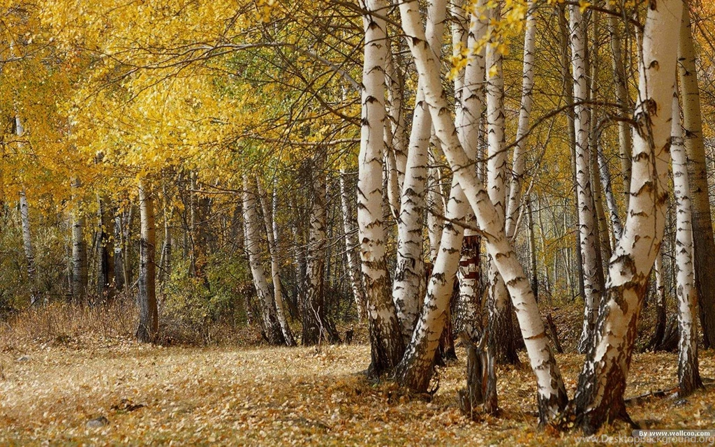 BIRCH TREES FOREST WALLPAPER (