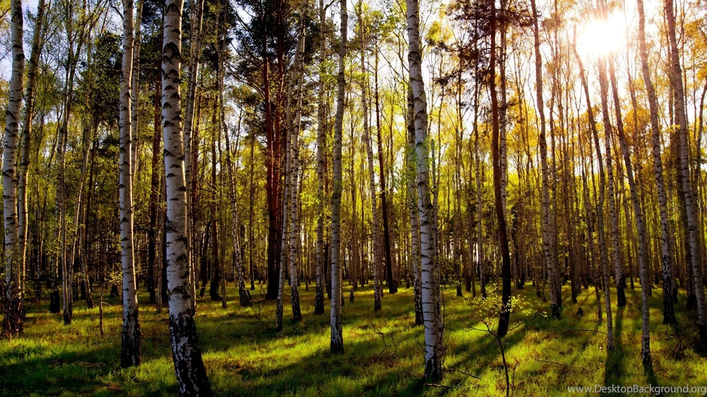 Leafless Birch Forest Mac Wallpapers Download