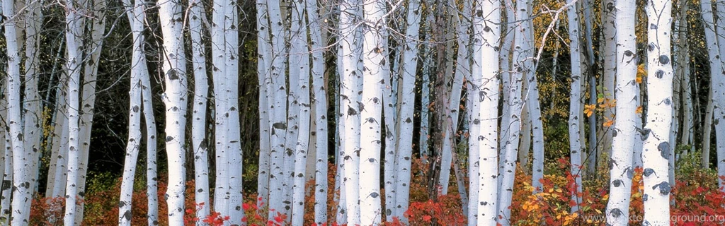 Download Wallpapers 3840x1200 Forest, Trees, Birch, Moss Dual Wide ...