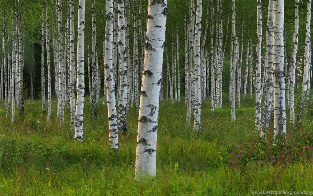 Birch Forest In Sweden Wallpapers And Images Wallpapers ...