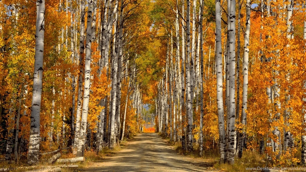Path Through The Forest Wallpaper_other_health Questions,pictures ...