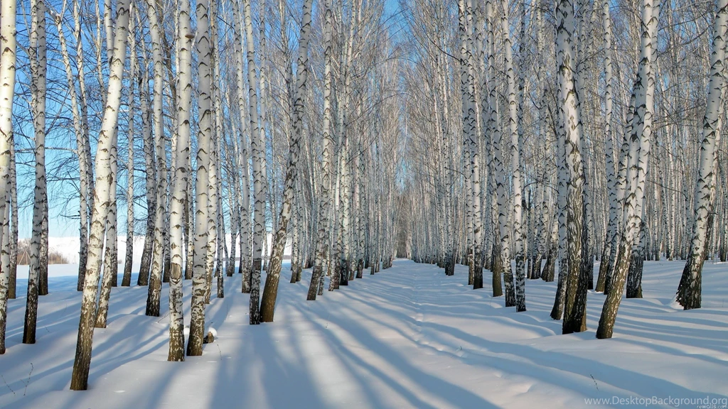 Winter Birch Trees Wallpapers » WallDevil   Best Free HD Desktop ...