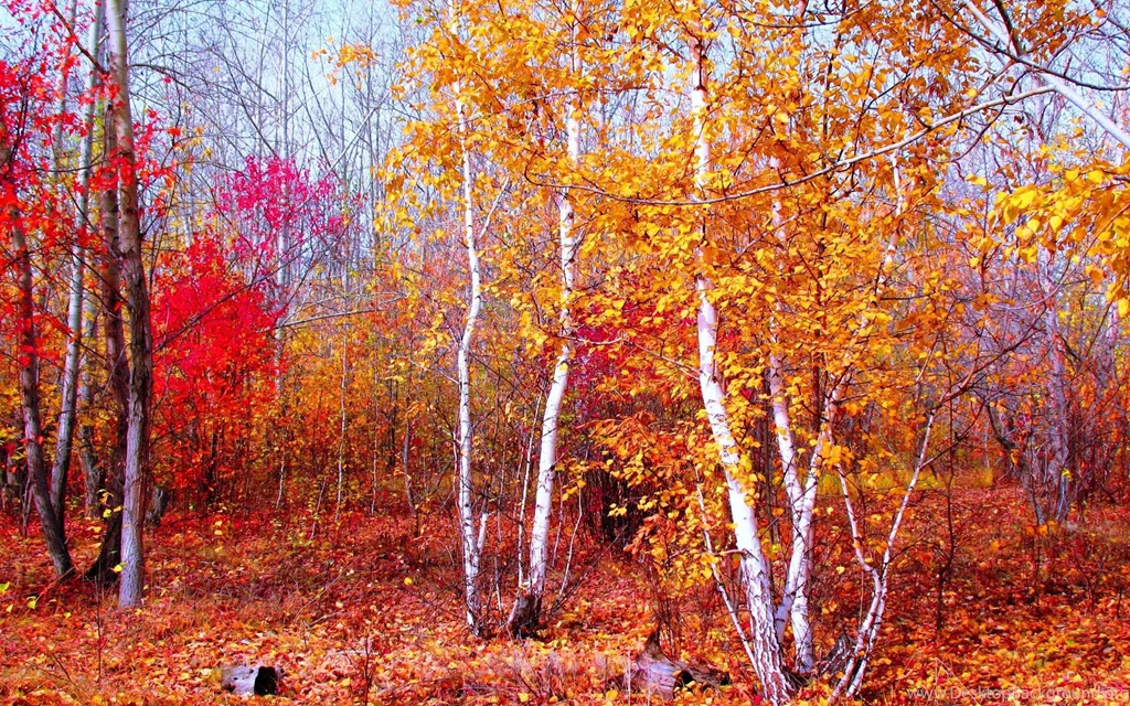 Gold Autumn In Birch Forest (