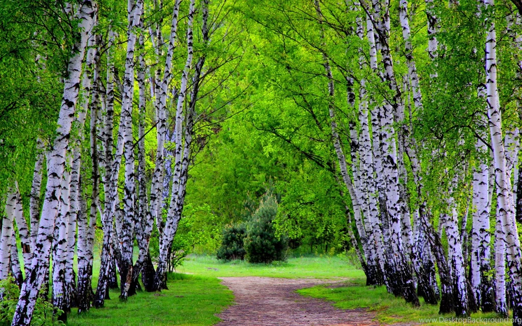 Alley Of Birch Trees Wallpapers And Images Wallpapers, Pictures ...