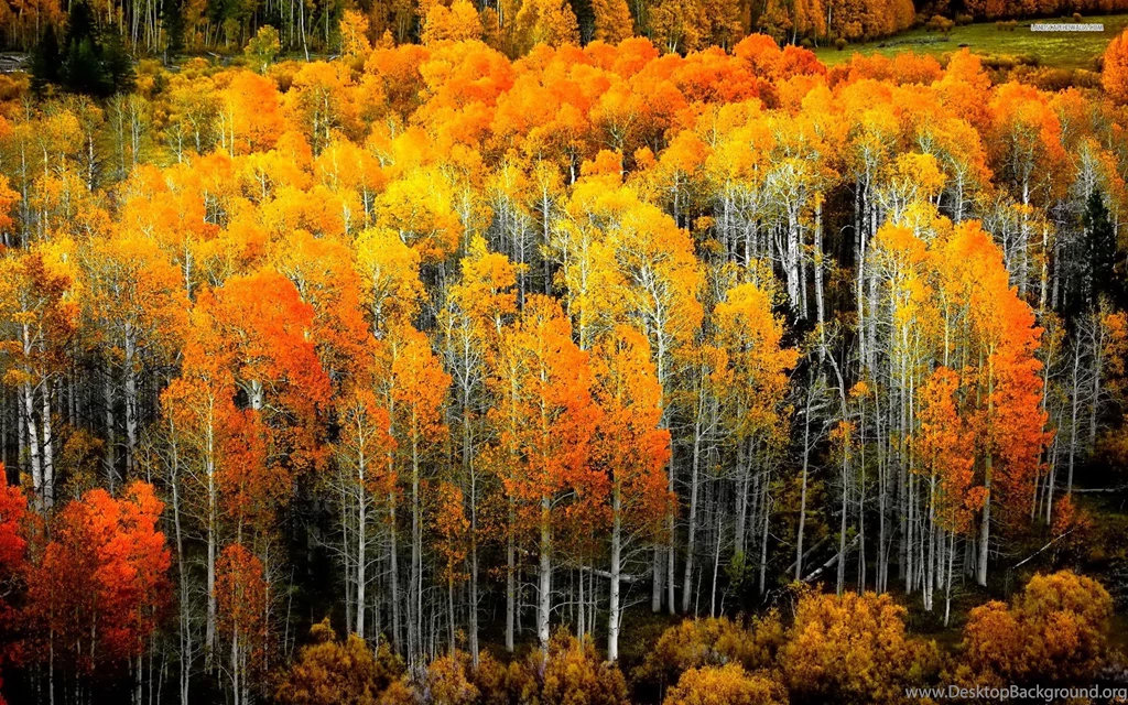 Splendid Autumn Birch Forest 1920x1200 HD Wallpapers