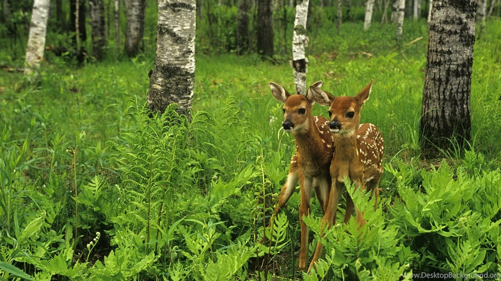 Birch Forest Deer Trees Wood Pics For Free Download, HQ ...