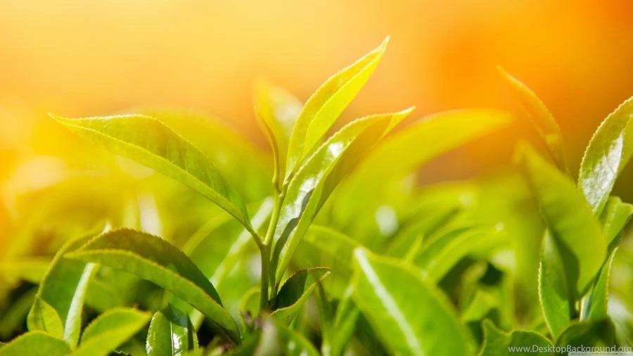 Close Up Green Leaves On Orange Backgrounds 4K Wallpapers