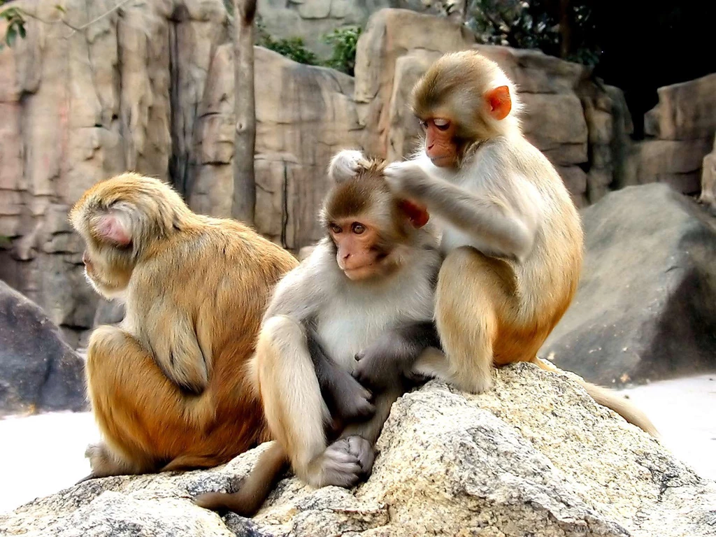 Most 10 Beautiful Animals Latest HD Wallpapers 2013