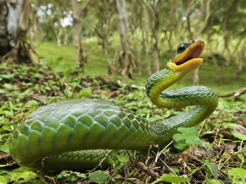 Animals Dangerous I'm Dangerous! – Animals Other HD Desktop Wallpapers