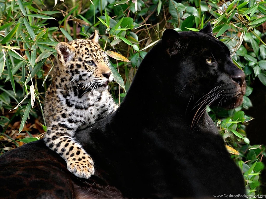 Photo The Dangerous Union, Animals, Black, Cats, Leopards ...