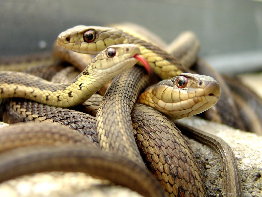 Big Snakes Latest Hd Pictures/Wallpapers 2013