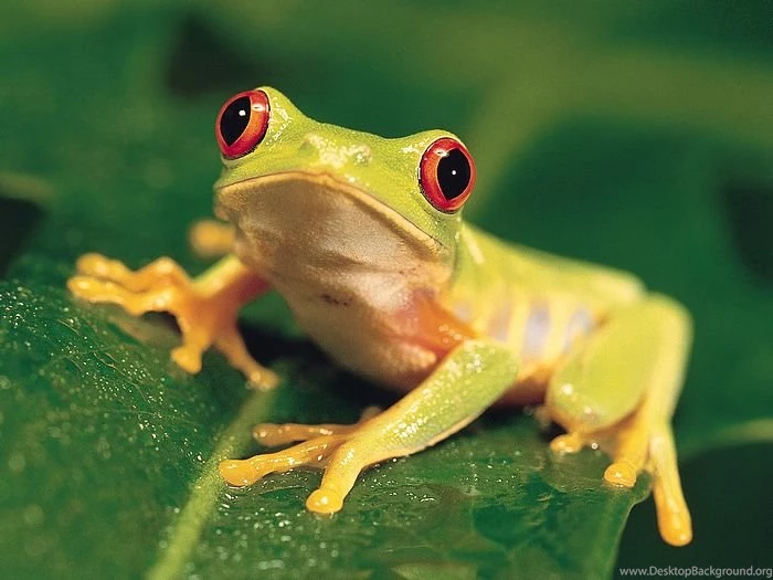 Most 10 Beautiful Animals Latest HD Wallpapers 2013