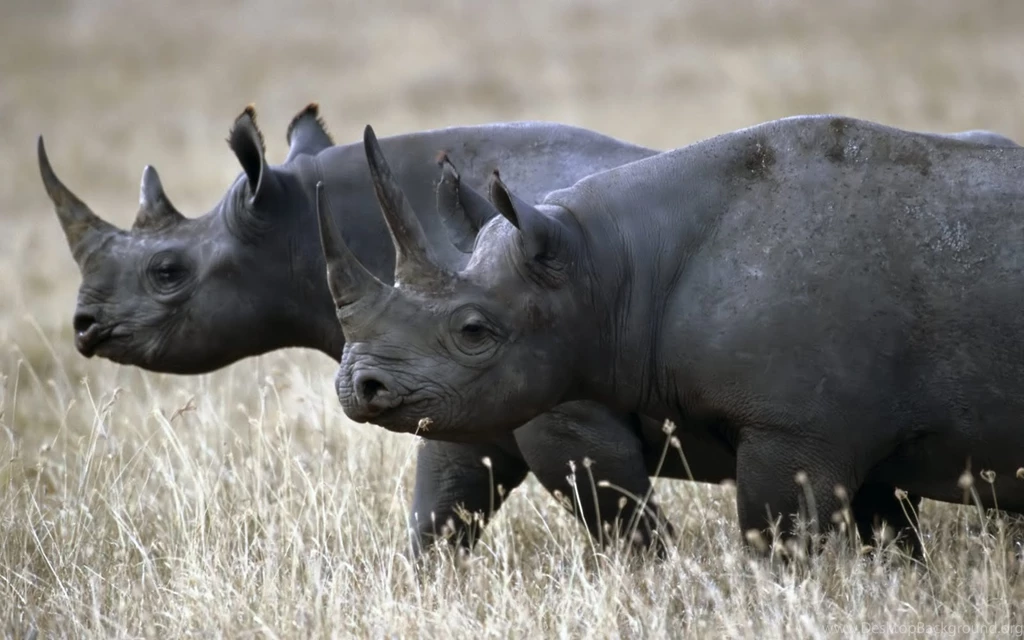31 African High Definition Dangerous Animals Images 1402 ...