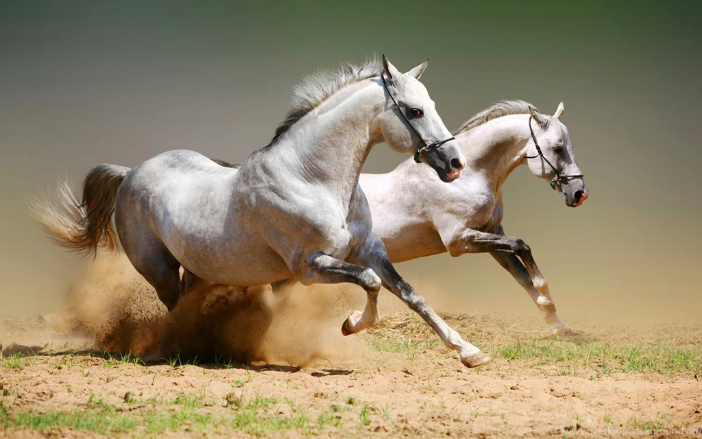 Beautiful And Dangerous Animals/Birds Hd Wallpapers