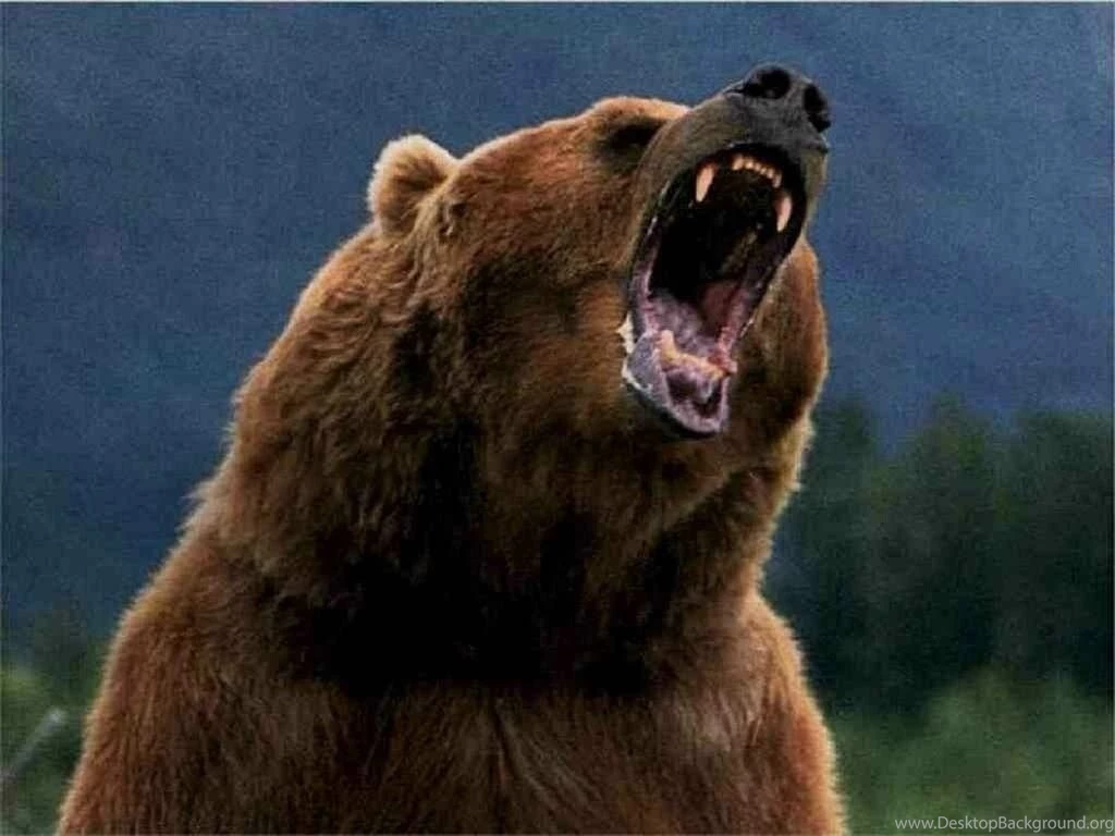 Animals: Wild Bear Wallpapers