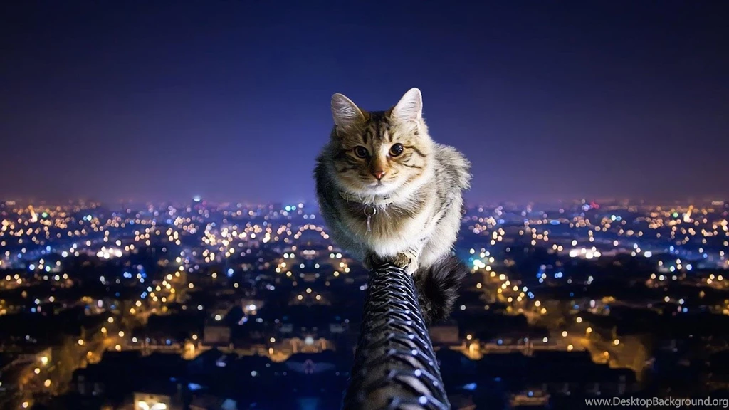 Wallpapers Dangerous Cat 1600 X 900 Animals Pets Puppies ...