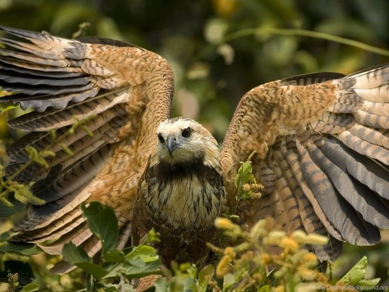Dangerous Deadly Hawk – Animals Other HD Desktop Wallpapers