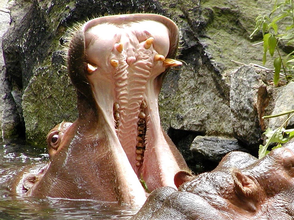 Very dangerous animals snake